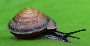 Newly Discovered Species of Land Snail in the Northeast of Thailand