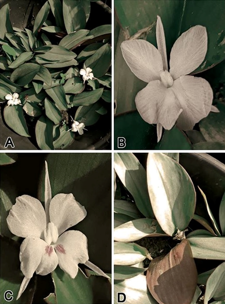 Kaempferia phuphanensis (Zingiberaceae), a New Species from Thailand