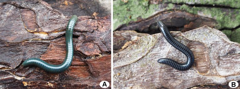 Two new millipede species of the genus Coxobolellus Pimvichai, Enghoff, Panha & Backeljau, 2020 from Thailand